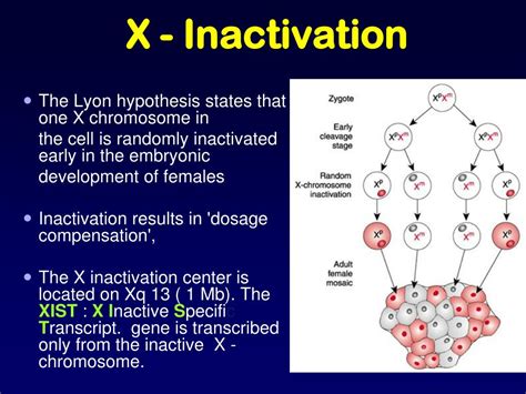 x inactivation|x inactivation in females.